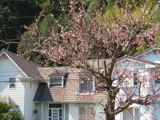 パーシモンBの前 _桜の木 物件の階段から撮影