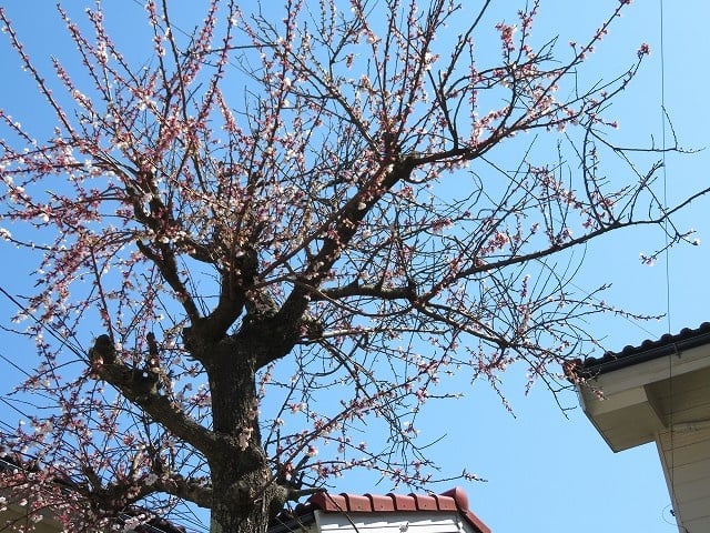 パーシモンBの前 _桜の木
